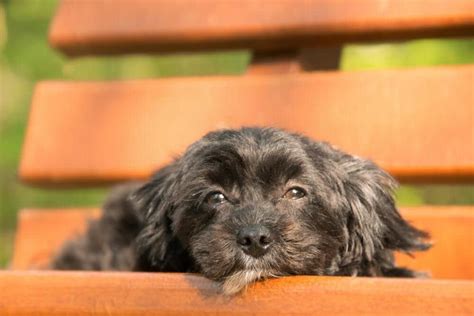 La ozonoterapia como tratamiento coadyuvante en oncología veterinar