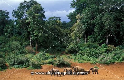 Photos And Pictures Of African Elephants Loxodonta Africana In Mount