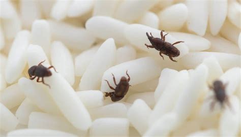 9 Tiny Black Bugs On Kitchen Countertops