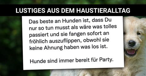 Von Witzigen Hunden Katzen Und Co Lustiges Aus Dem Haustieralltag