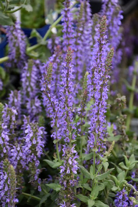 Lyrical Silvertone Meadow Sage Salvia Nemorosa Lyrical Silvertone