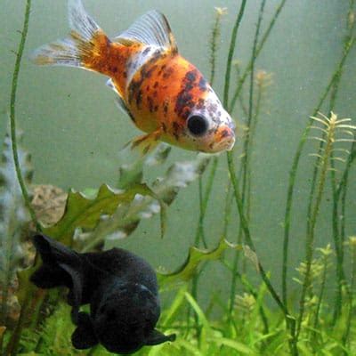 Shubunkin Goldfish Guide (Facts, Care, Lifespan) - Pond Informer