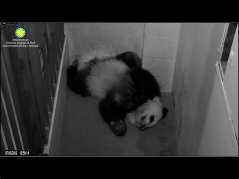 Pandastory Giant Panda Cam 07162016 0458 Pm Est Photo Flickr