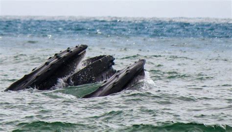 5 Of The Best Whale Watching Spots In Canada Cottage Life