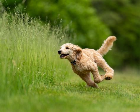 Running Dog