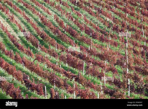 Aerial View Of Vineyards Stock Photo Alamy