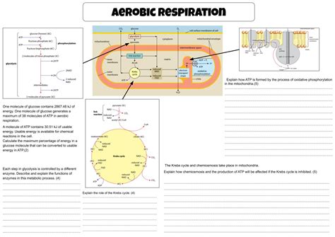 Aerobic Respiration Overview Worksheet A Level Biology Teaching