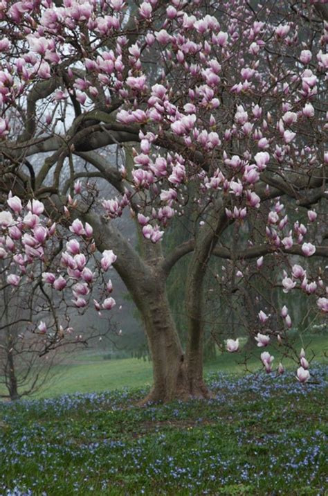 63 Lovely Flowering Tree Ideas For Your Home Yard Flowering Trees Magnolia Trees Trees To Plant