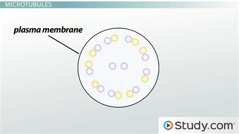 Cytoskeleton | Microtubules, Intermediate & Microfilaments - Lesson | Study.com