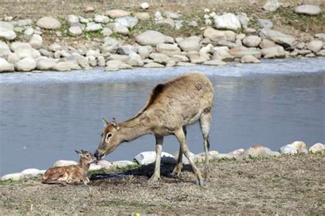 China's rare milu deer return in victory for conservation