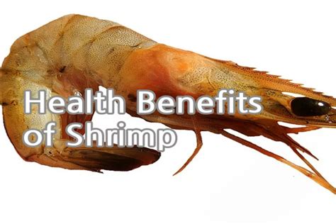 Impressive Health Benefits Of Shrimp Ecovital Place