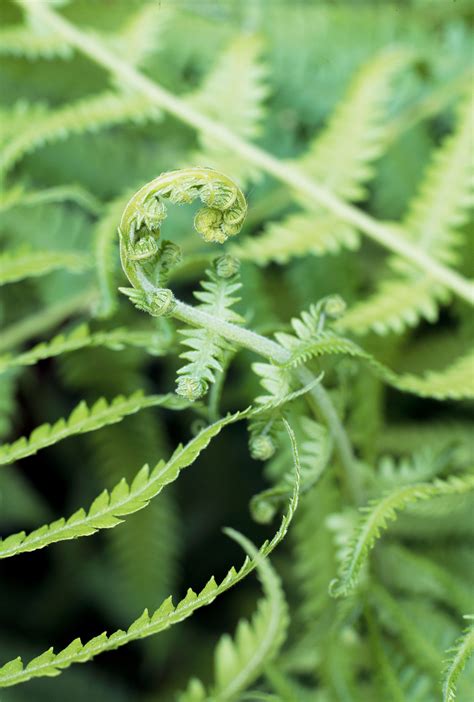 How To Plant And Grow Lady Ferns