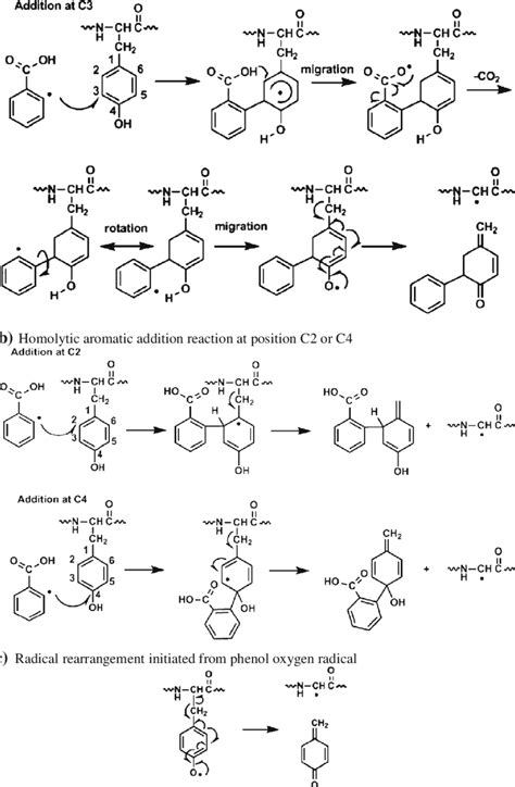 Scheme 3 Mechanisms for C α C β bond cleavage of tyrosine side chain