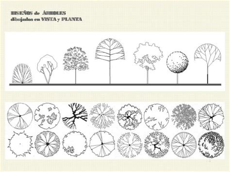 Arbol En Planta Bocetos De árboles Plantas Arquitectonicas