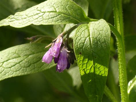 Beinwell Bl Te Echter Beinwell Symphytum Officinale C Flickr