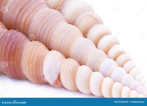 Sea Shell Background Stock Images - Image: 25762534