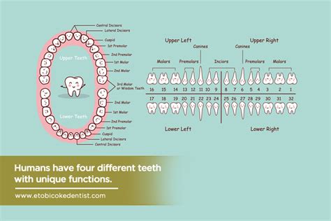 Parts Of The Teeth And Their Functions