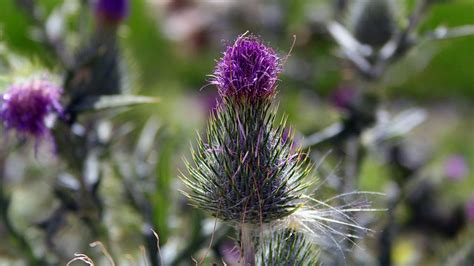 Purple Spiky Weedcirsium Arvense Flickr Photo Sharing