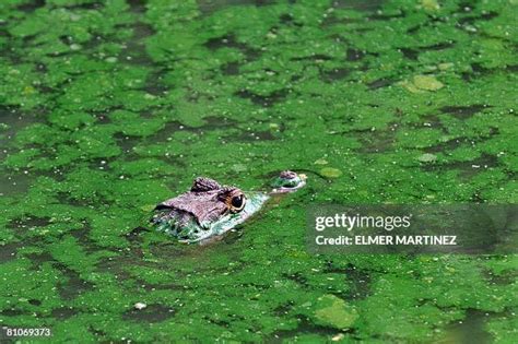 890 Alligator Skin Stock Photos, High-Res Pictures, and Images - Getty ...