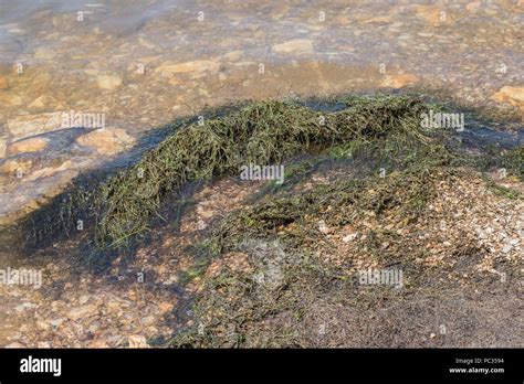 Planta Acu Tica Elodea Fotograf As E Im Genes De Alta Resoluci N Alamy