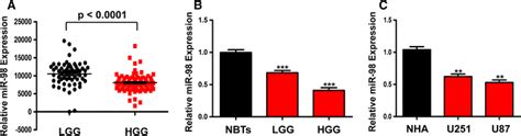 Mir Expression Is Decreased In Human Glioma Tissues And Cell Lines