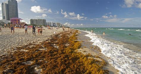 Flesh Eating Bacteria Found In Seaweed On State Beaches Cbs Miami