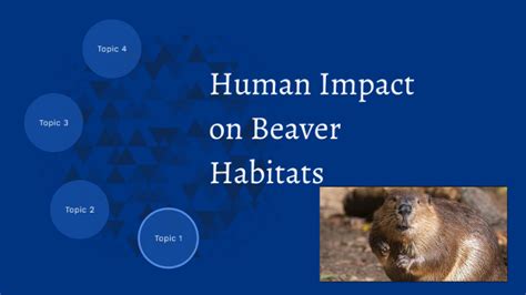 Human Impact On Beaver Habitats By Joey Dimeo On Prezi