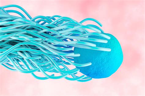 Shortcut Discovered for Dendritic Cells