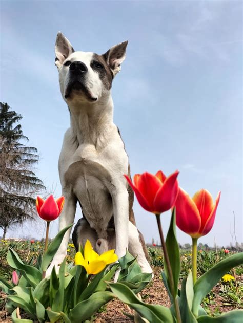 Il Manquera Toujours Tim L Histoire De La Fa On Dont Le Chien D