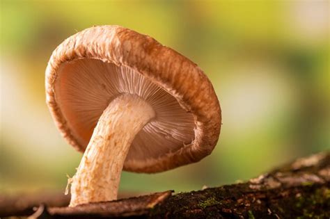 Premium Photo Shiitake Mushroom Growing On Tree