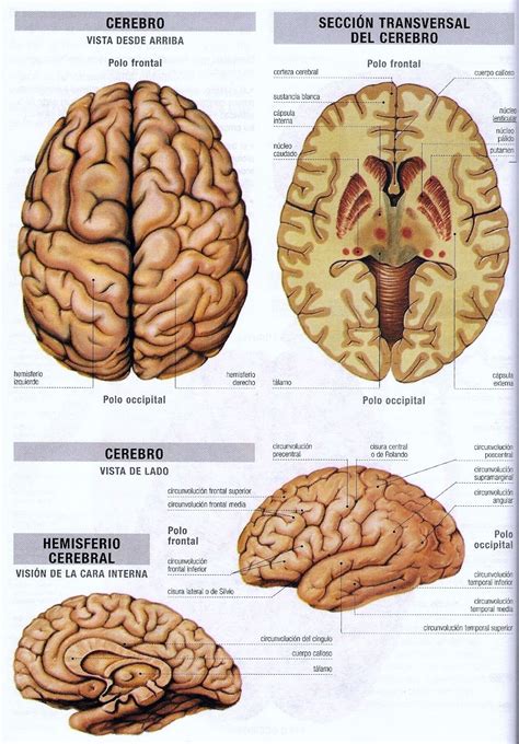 Corteza Cerebral Hemisferio Izquierdo Corteza