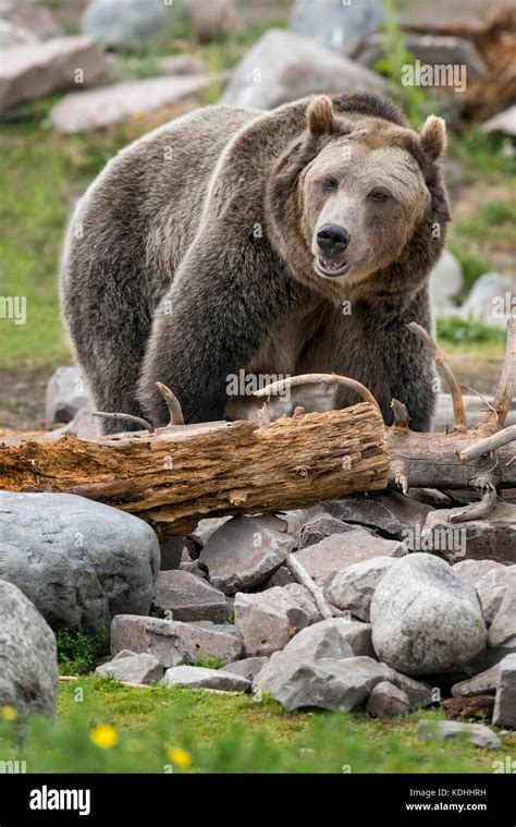 Grizzly Bear Outside Of Yellowstone National Park Stock Photo Alamy