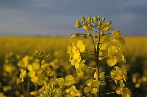 Naturaleza Canola Campo Flor Amarillo Campo De Canola Agricultura