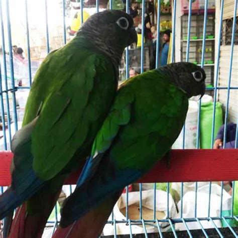 Buy Parrots For Sale In Lahore Parrot Prices In Lahore Taj Birds