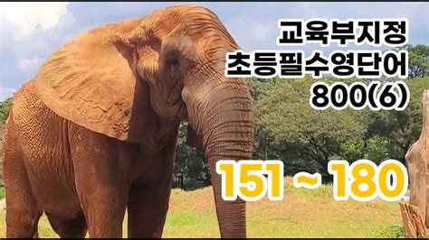 교육부지정 초등필수영단어8006 코끼리 Youtube