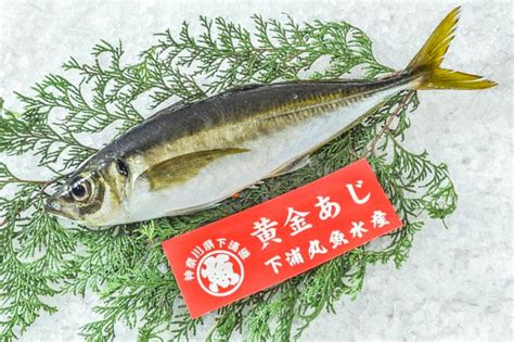 黄金あじ（釣物） 【業務用食材の仕入れなら八面六臂】