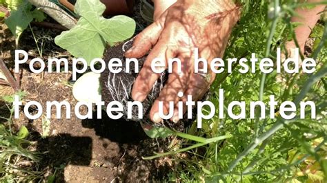 Ini S Moestuin Pompoenen En Herstelde Tomaten Planten Roest In