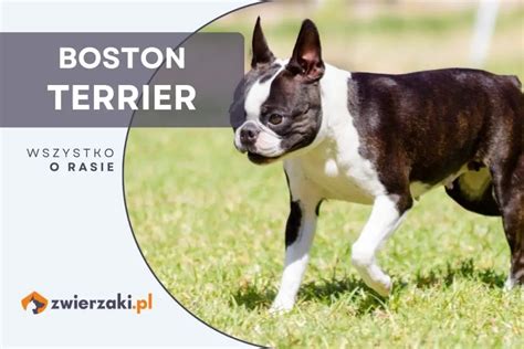 Boston Terrier Opis Rasy Cena Charakterystyka