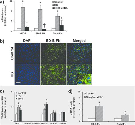 Expression Of Ed B Fn And Vegf In Huvecs A Exposure Of Huvecs To