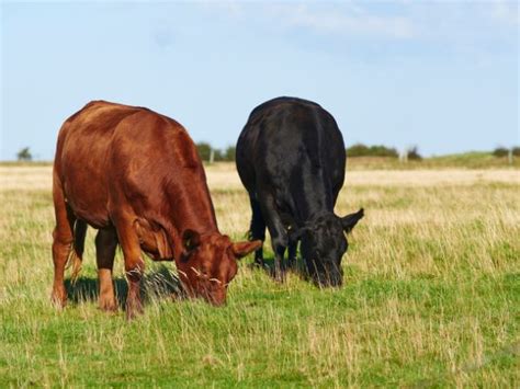 Does Grass Fed Beef Really Make A Difference Hop Creek Farms