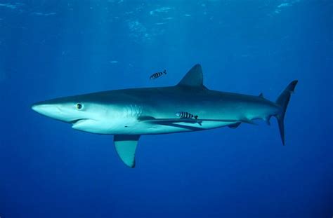 10 Blue Shark Facts | Always Learning!