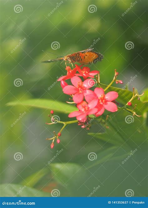 Butterfly On The Green Leaves Blur Nature Background Stock Image