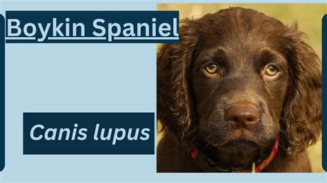 Boykin Spaniel Animal Facts