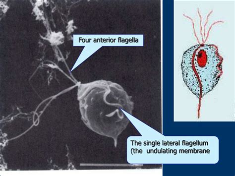 Ppt Giardia Lamblia Trichomonas Vaginalis Powerpoint Presentation Free Download Id9198329