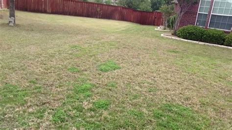 Bermuda Comparison To Cavalier Zoysia For Shade Lawns Or Sun Lawns