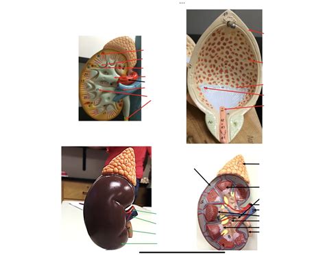 Kidney and bladder anatomy Quiz