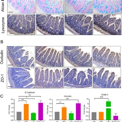 Pcp Improved The Intestinal Epithelial Barrier Damaged By 5 Fu A Hande Download Scientific