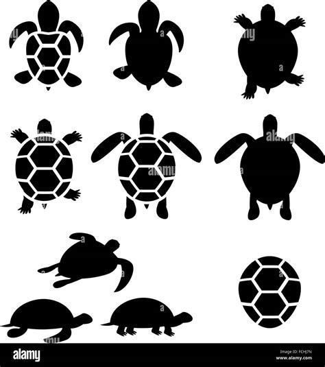 Conjunto De Tortugas De Tierra Y Galápagos Vector Silueta Imagen Vector De Stock Alamy