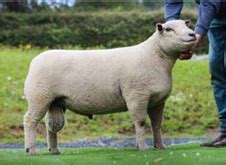 Southdown Centre Records Tumble At Worcester Premier Sale Southdown