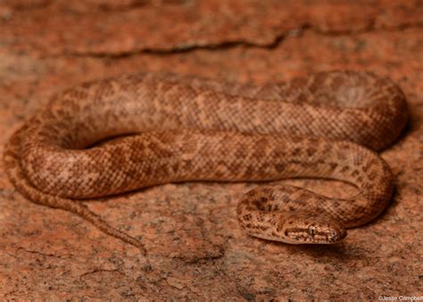 Pygmy Python Antaresia Perthensis Pilbara Region Wa Jesse